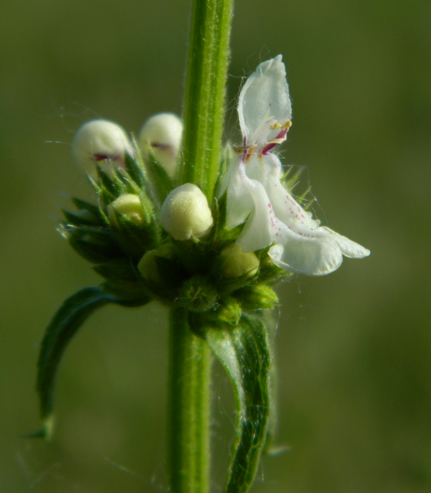 Изображение особи Stachys krynkensis.