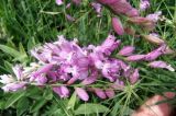 Polygala major