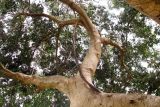 Ficus microcarpa
