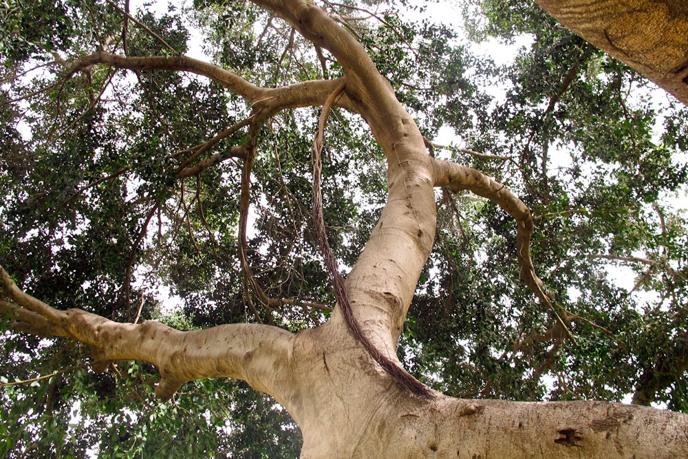 Image of Ficus microcarpa specimen.