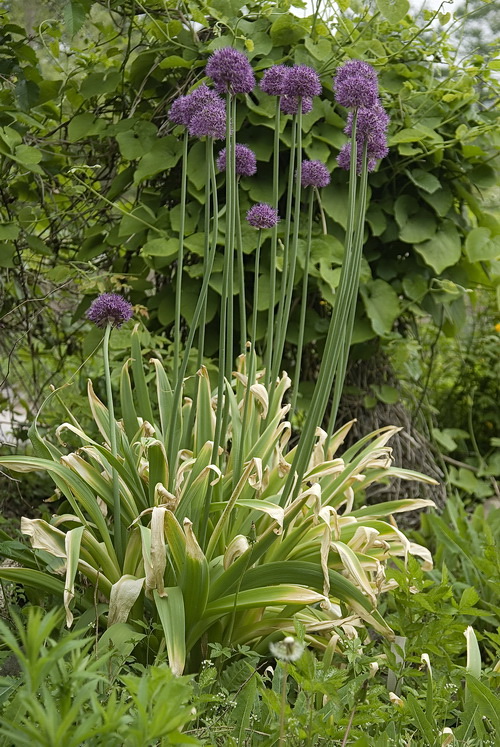 Image of Allium stipitatum specimen.