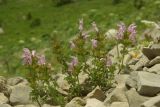 Lamium glaberrimum