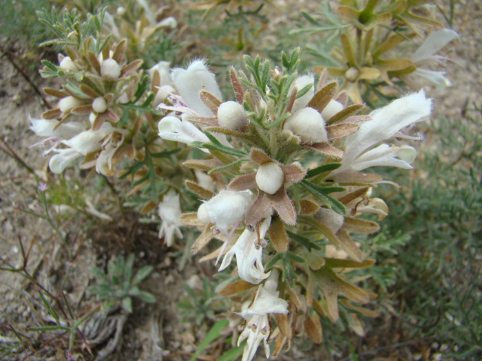 Image of Lagochilus knorringianus specimen.