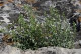 Micromeria serpyllifolia. Цветущее растение. Крым, Севастополь, Инкерман, известняковое обнажение. 2 июля 2012 г.