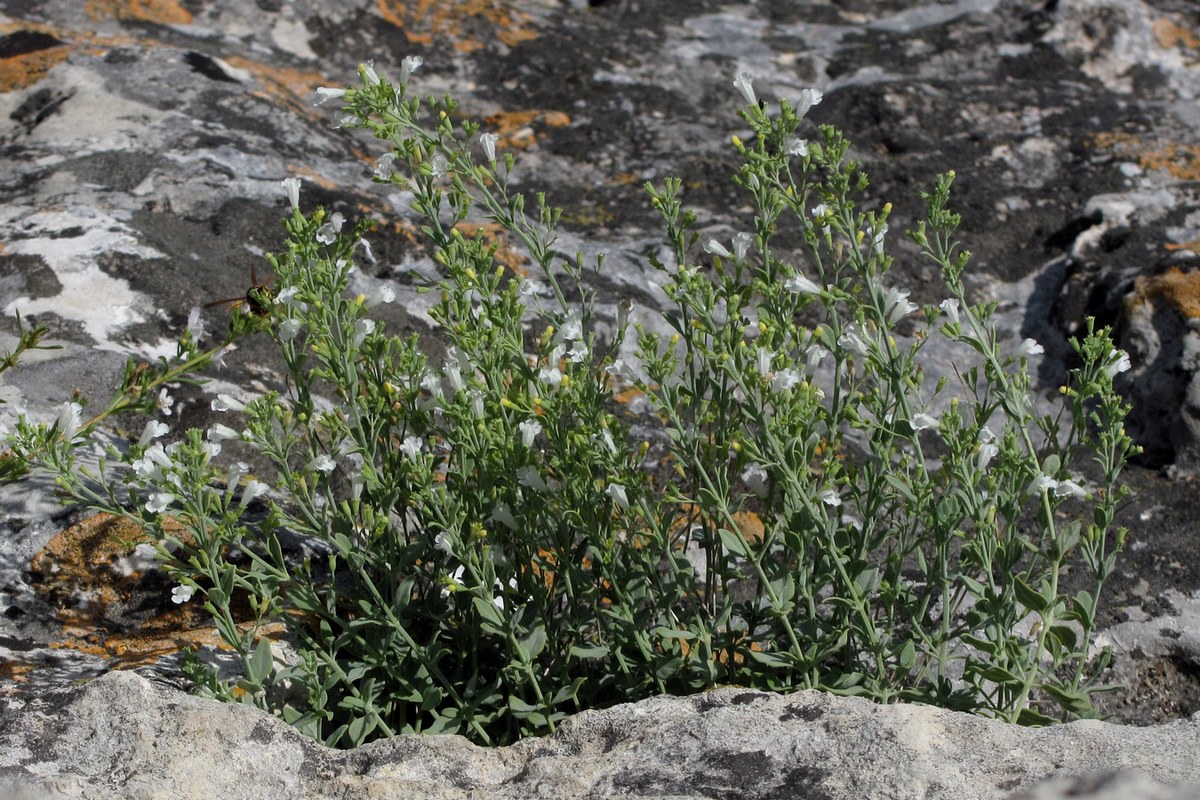 Image of Micromeria serpyllifolia specimen.