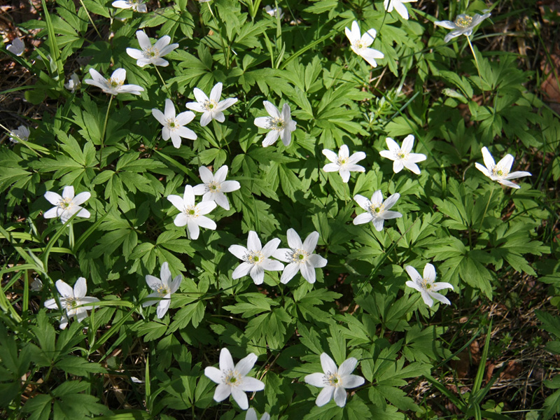 Image of Anemone nemorosa specimen.