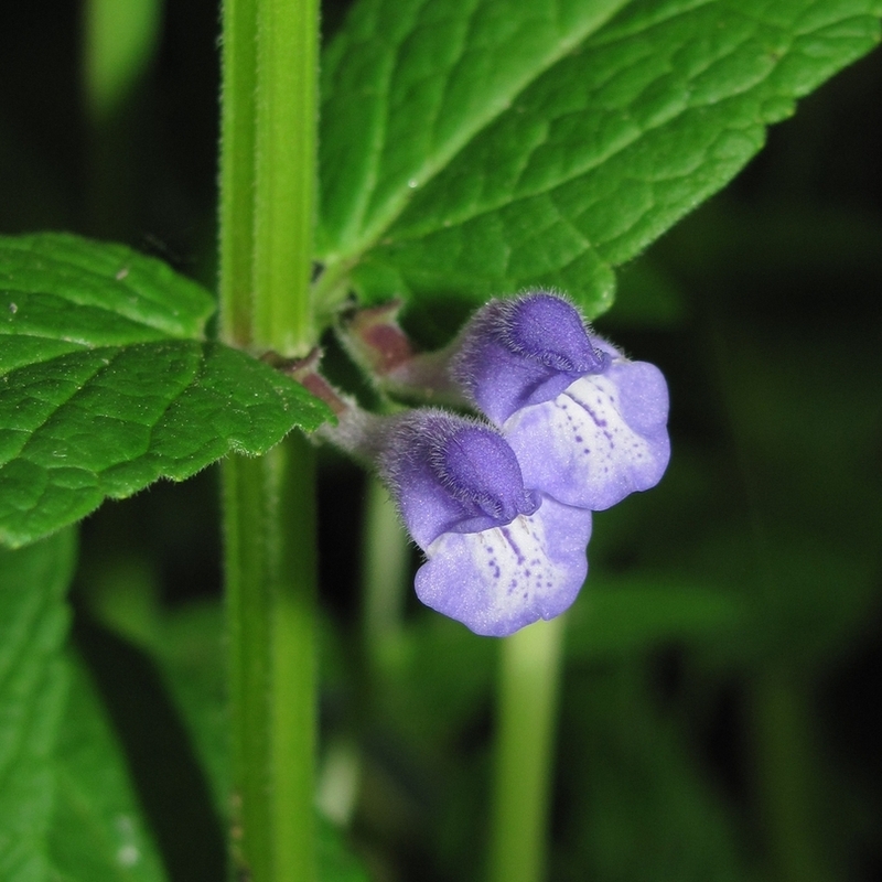 Image of Scutellaria galericulata specimen.
