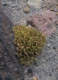 Minuartia inamoena. Плодоносящее растение. Кабардино-Балкария, Зольский р-н, долина Джилы-Су. 27.07.2012.