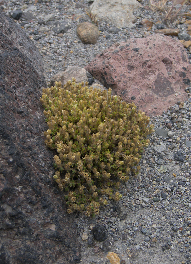 Image of Minuartia inamoena specimen.