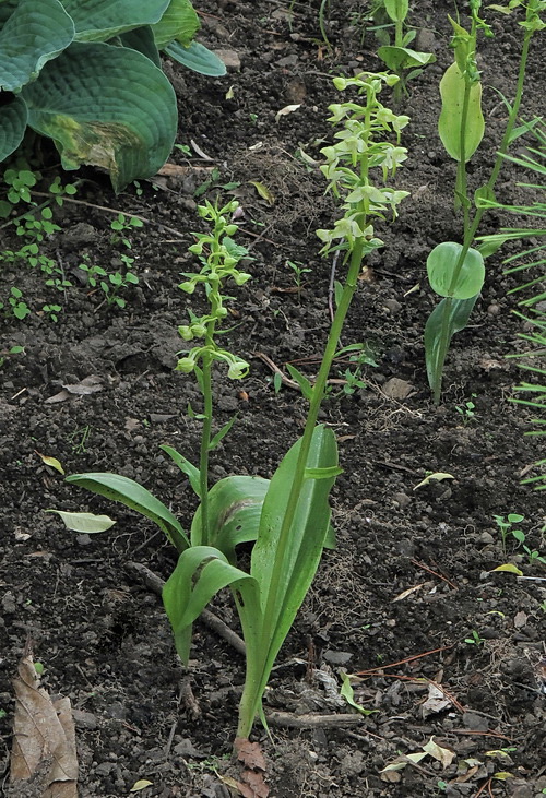 Изображение особи Platanthera densa.