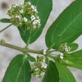 genus Chamaesyce. Часть побега с цветками и завязавшимися плодами. Израиль, г. Беэр-Шева, сорное в теплице.