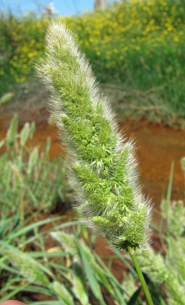 Image of Polypogon monspeliensis specimen.