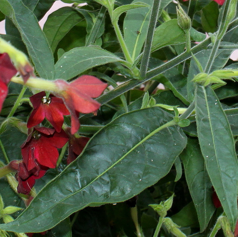 Изображение особи Nicotiana alata.