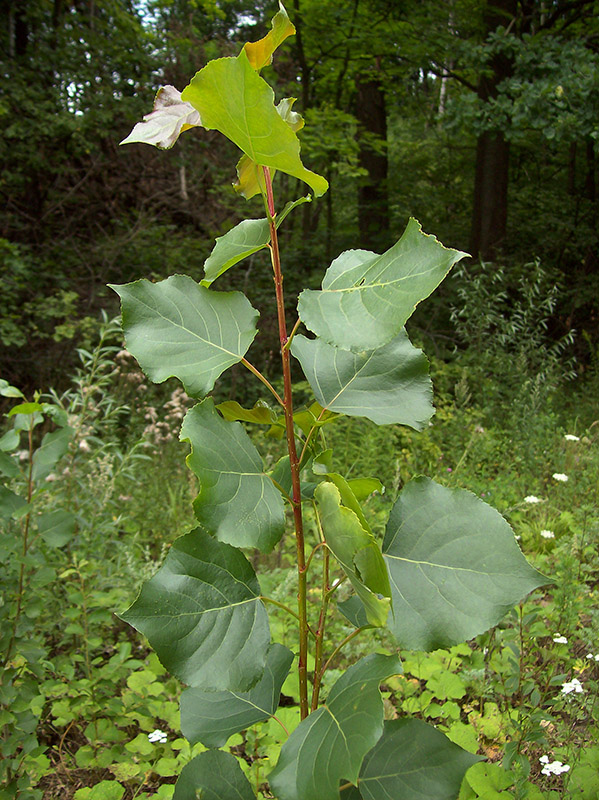 Изображение особи Populus nigra.