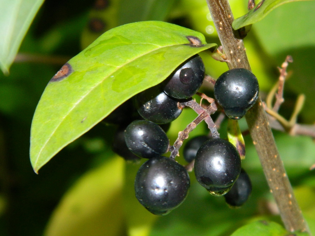 Image of Ligustrum vulgare specimen.