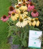 Echinacea purpurea. Цветущие растения. Нидерланды, г. Venlo, \"Floriada 2012\". 11.09.2012.