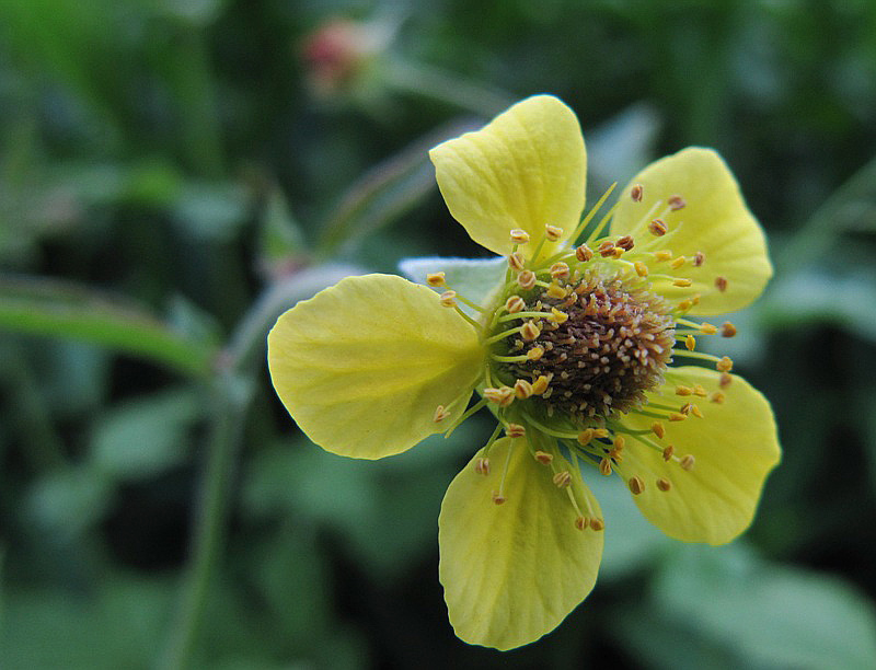 Image of Geum urbanum specimen.