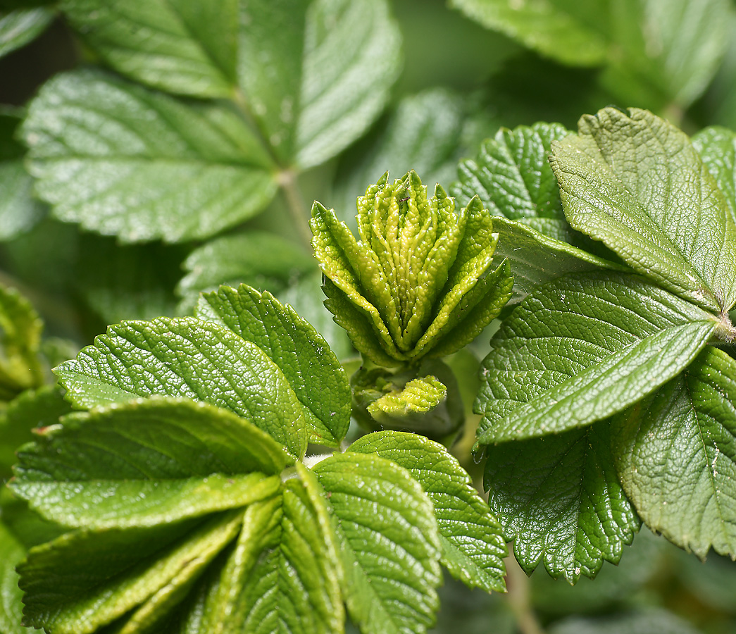 Image of Rosa rugosa specimen.