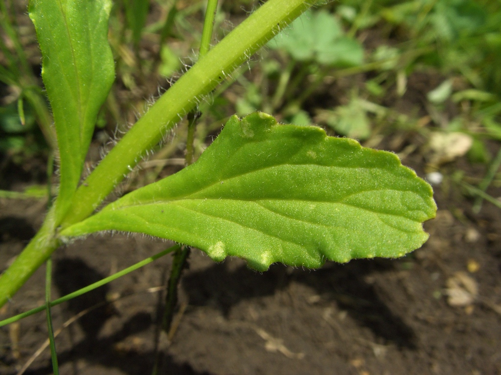 Image of Ajuga genevensis specimen.