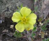 Potentilla astracanica