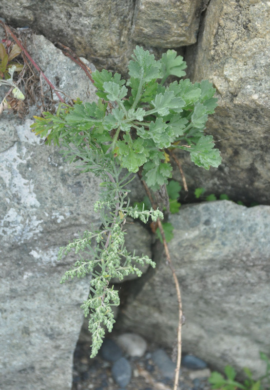 Image of Artemisia japonica specimen.