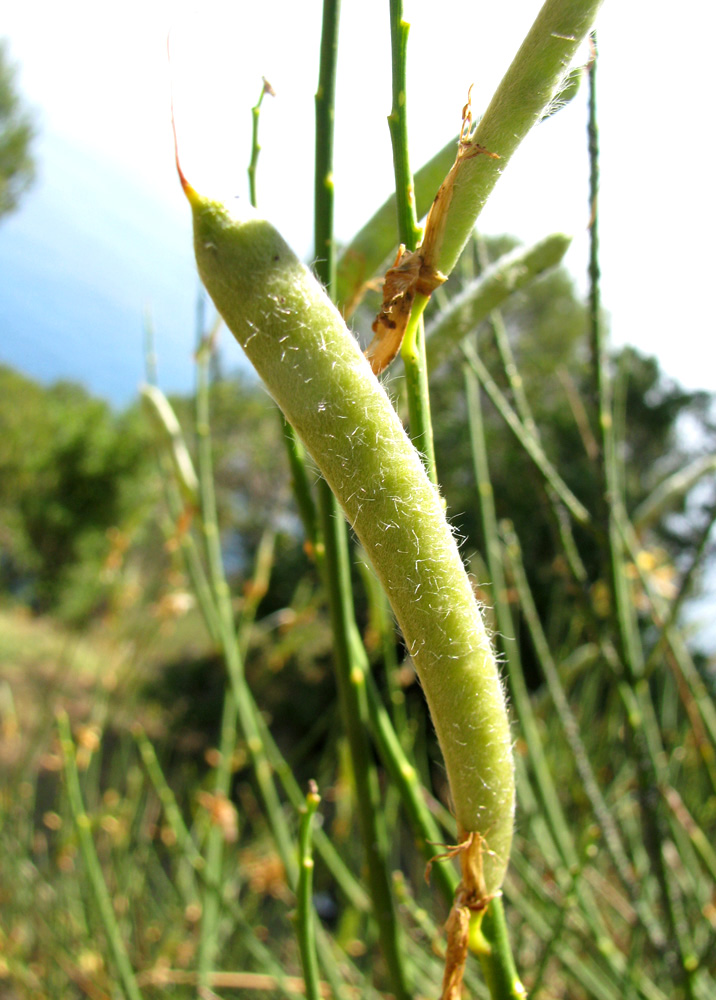 Image of Spartium junceum specimen.