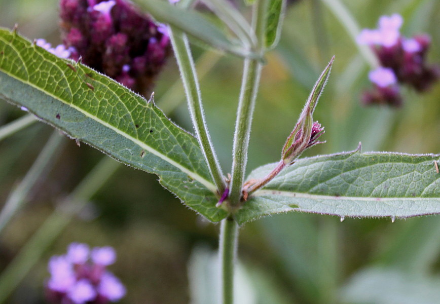 Изображение особи Verbena rigida.