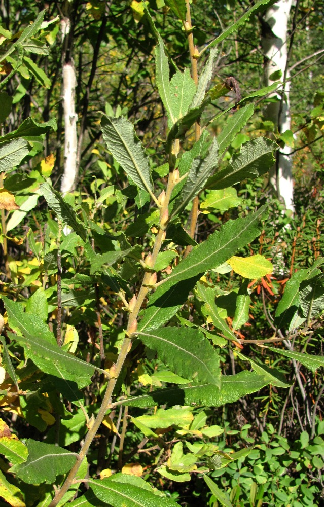 Image of Salix × puberula specimen.