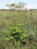 Heracleum sibiricum