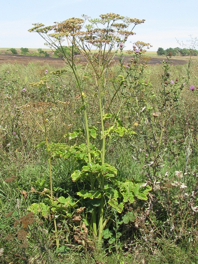 Image of Heracleum sibiricum specimen.