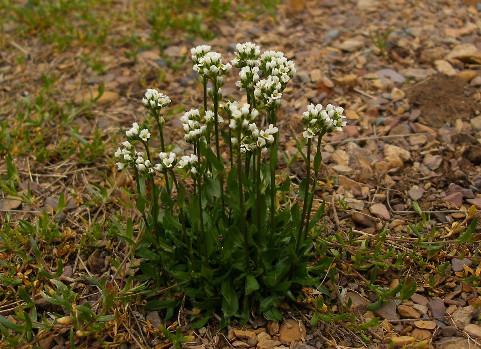 Изображение особи род Draba.