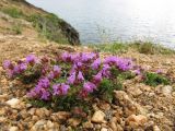 genus Thymus. Цветущее растение на каменистом (гранитном) береговом уступе. Иркутская обл., о. Ольхон, окр. пос. Хужир, берег Малого Моря, мыс Татайский. 24.07.2012.