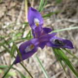 Moraea sisyrinchium. Цветок с сидящим перепончатокрылым насекомым. Израиль, лес Лаав. Март 2009 г.