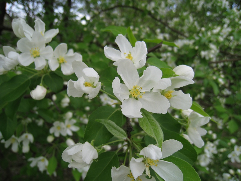 Image of Malus baccata specimen.