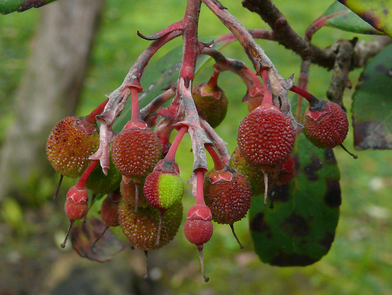 Image of Arbutus unedo specimen.