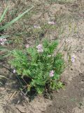 Erodium cicutarium. Растение с цветками и плодами. Украина, Хмельницкая обл., Красиловский р-н, с. Терешки, поле. 05.08.2010.