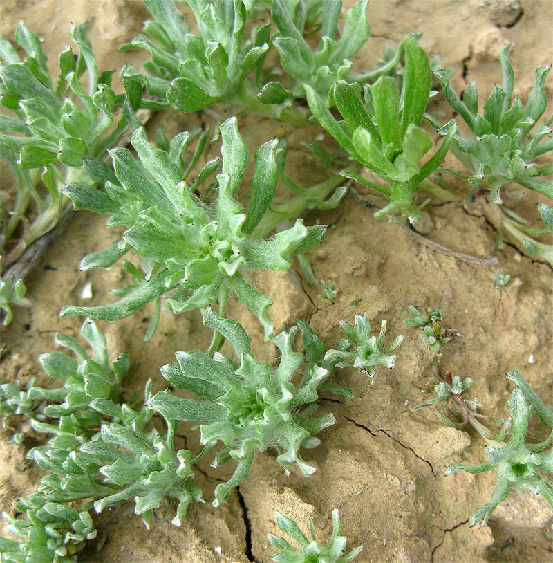 Image of Evax contracta specimen.