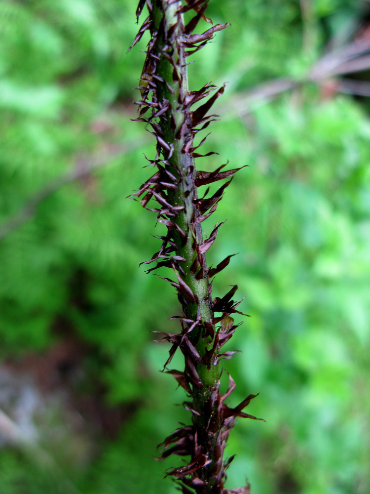 Image of Diplazium sibiricum specimen.