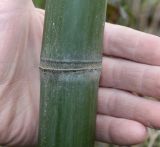 Phyllostachys viridis. Часть ствола взрослого растения. Германия, г. Кемпен, у велосипедной дорожки. 28.03.2013.