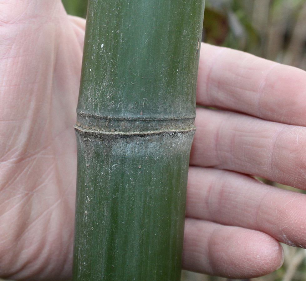 Изображение особи Phyllostachys viridis.