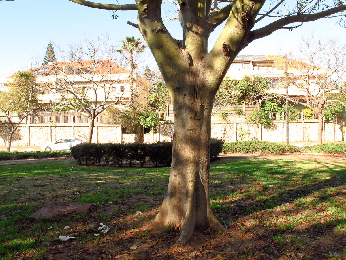 Image of Ceiba pentandra specimen.