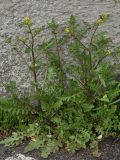 Rorippa palustris