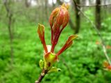 Acer platanoides