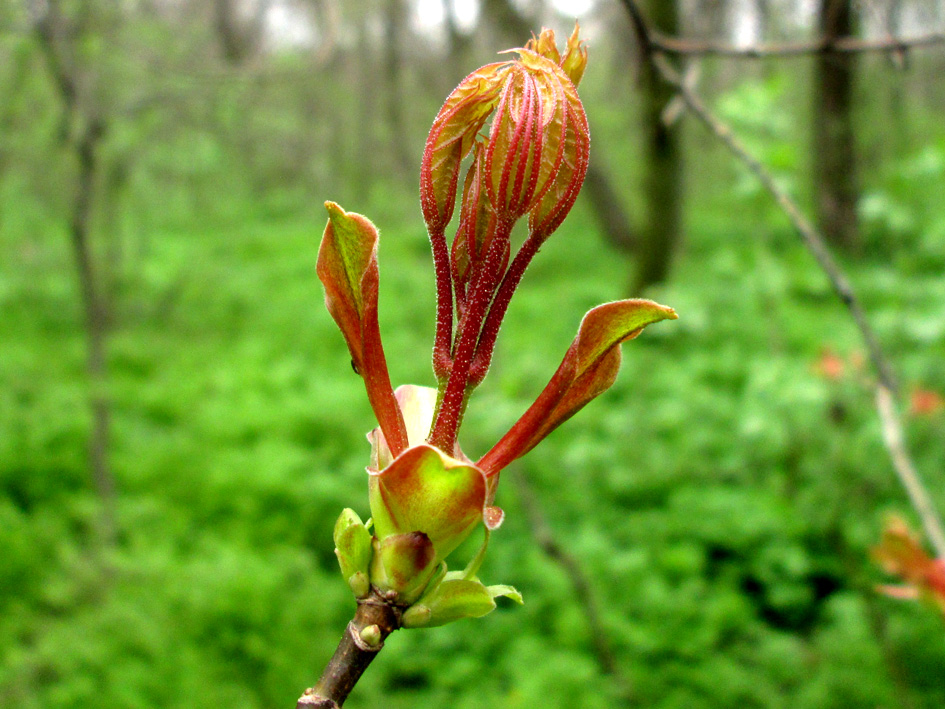 Изображение особи Acer platanoides.