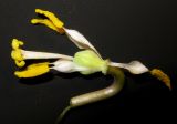 Erythronium sibiricum