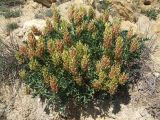 Astragalus calycinus