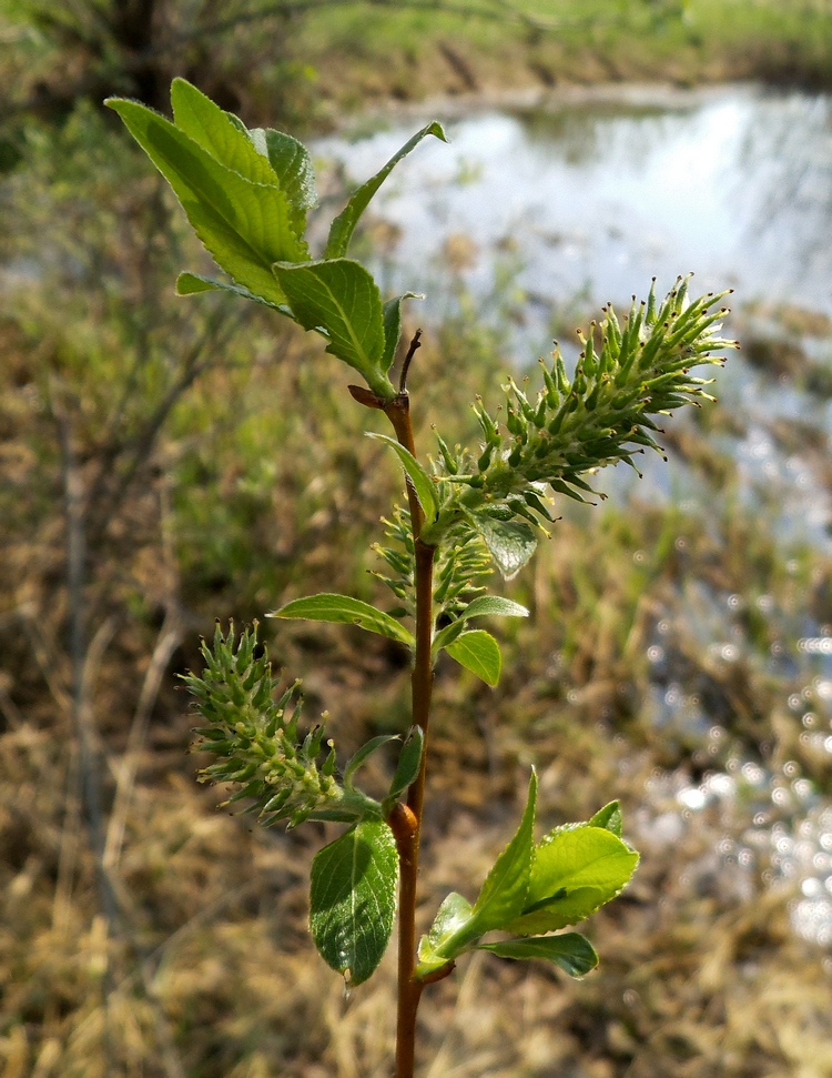 Изображение особи Salix &times; tetrapla.