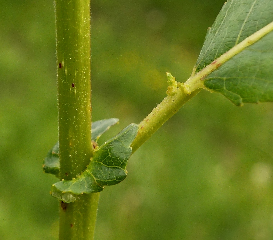 Image of Salix hexandra specimen.