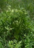 Agasyllis latifolia