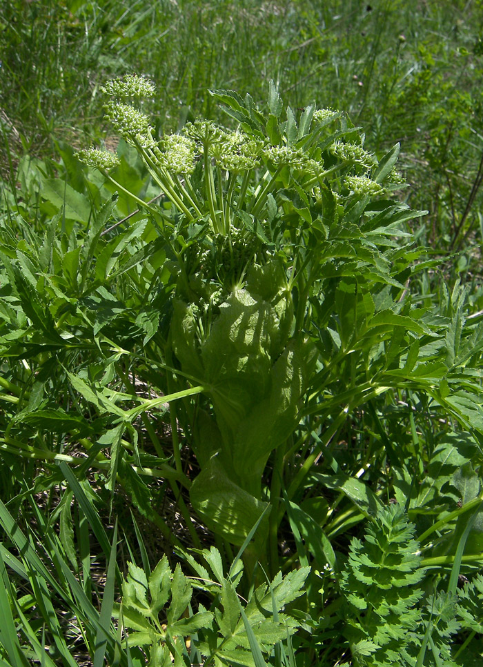 Image of Agasyllis latifolia specimen.